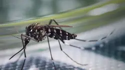 La vérité sur les envahisseurs