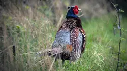 La vérité sur les envahisseurs