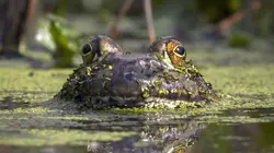 La vérité sur les envahisseurs