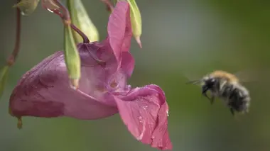 Des animaux et des plantes nuisibles ?