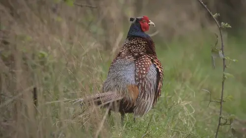 La vérité sur les envahisseurs