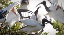 Visuel de La vérité sur les envahisseurs