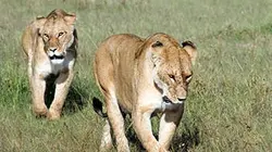 Visuel de La vérité sur les lions