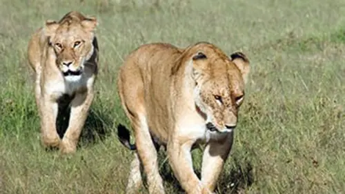 La vérité sur les lions E01 Le secret des lions