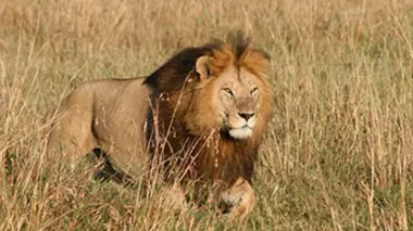 Dans l'intimité des lions