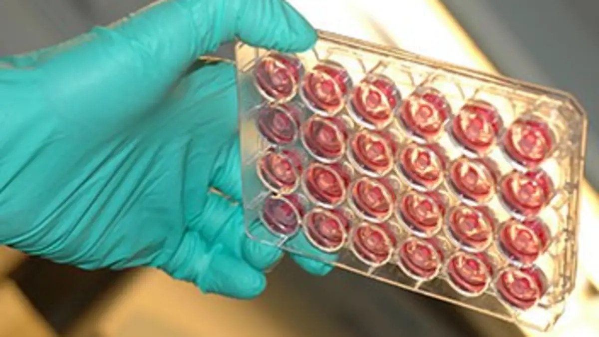 La viande in vitro bientôt dans nos assiettes ?