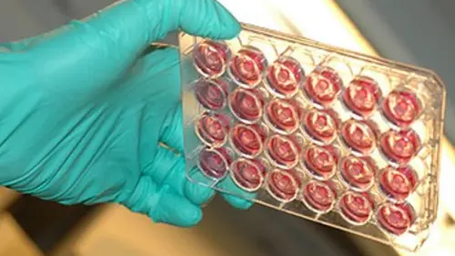 La viande in vitro bientôt dans nos assiettes ?