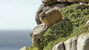 La vie à flanc de falaise