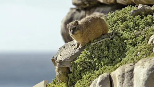 La vie à flanc de falaise