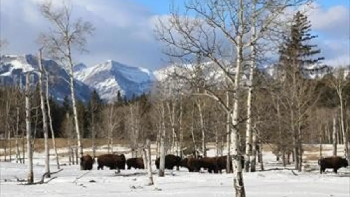 La vie au sommet Les Rocheuses