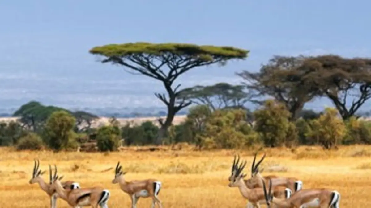 La vie aventureuse de Swala Pala, bébé gazelle