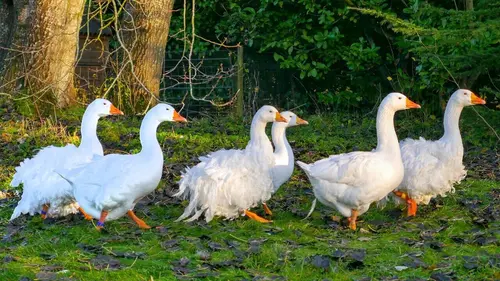 La vie cachée des animaux de la ferme