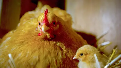 La vie cachée des animaux de la ferme Printemps, les premiers pas