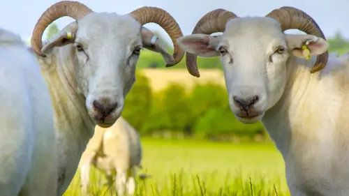 La vie cachée des animaux de la ferme Eté, la grande évasion