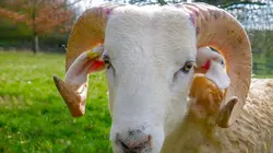 La vie cachée des animaux de la ferme  Automne, le vent tourne