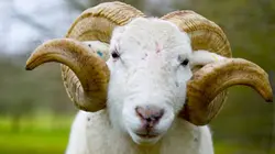 Visuel de La vie cachée des animaux de la ferme