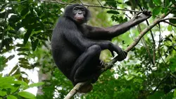 La vie cachée des bonobos