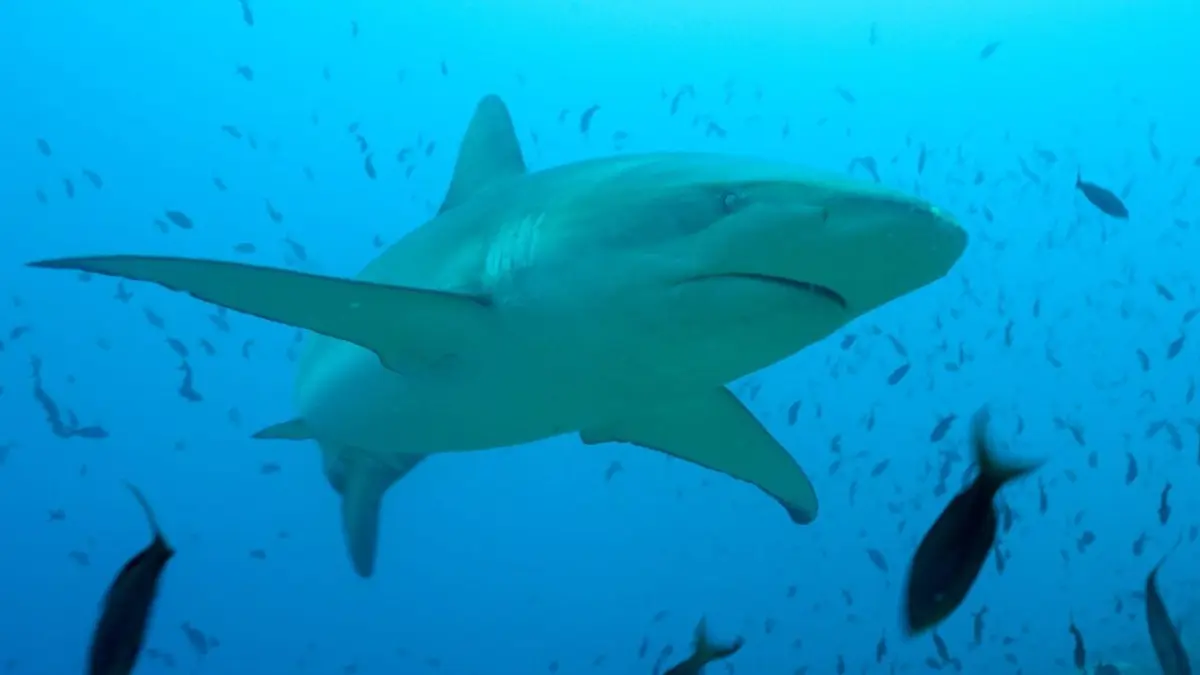 La vie cachée des requins : Dans le sanctuaire des îles Galápagos