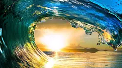 La vie dans les baies du Pacifique