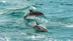 La vie dans les baies du Pacifique