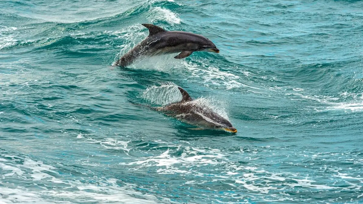 La vie dans les baies du Pacifique