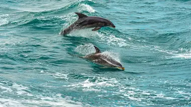 La vie dans les baies du Pacifique
