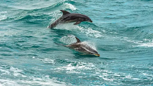 La vie dans les baies du Pacifique