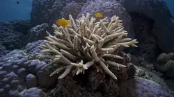 La vie en couleurs avec David Attenborough