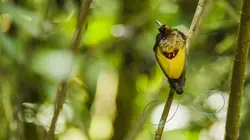 La vie en couleurs avec David Attenborough