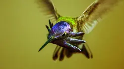 La vie en couleurs avec David Attenborough