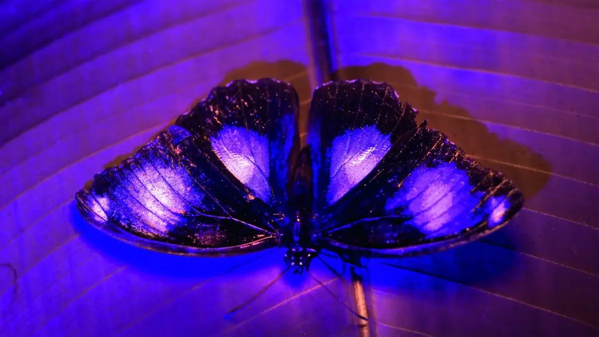 La vie en couleurs avec David Attenborough Voir en couleurs