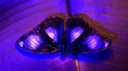 La vie en couleurs avec David Attenborough
