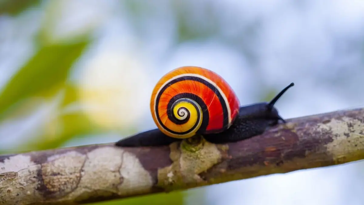 La vie en couleurs avec David Attenborough Couleurs et camouflage