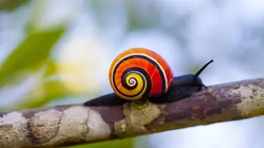 Couleurs et camouflage