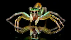 La vie en fluo : Briller pour s'unir