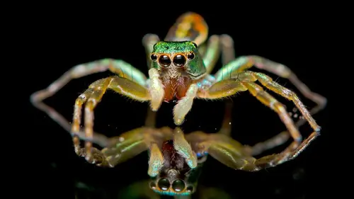 La vie en fluo : Briller pour s'unir