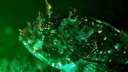 La vie en fluo : Briller pour survivre