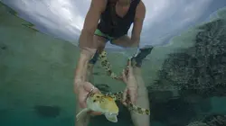 La vie extraordinaire des bébés requins