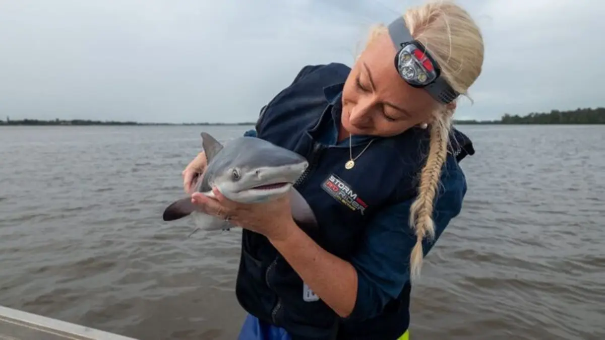 La vie extraordinaire des bébés requins