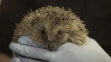 La vie nocturne des animaux