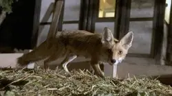 Visuel de La vie nocturne des animaux sauvages