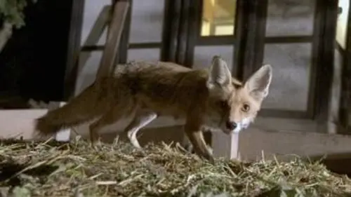 Casting La vie nocturne des animaux sauvages