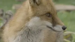 Visuel de La vie sauvage à l'épreuve du béton