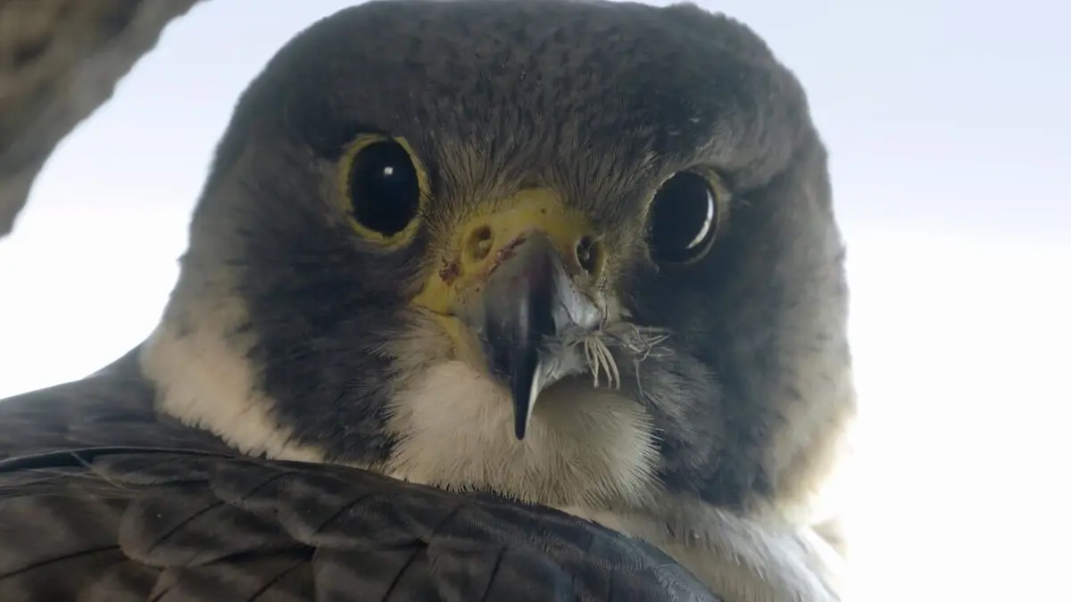 La vie sauvage à l'ombre des blindés