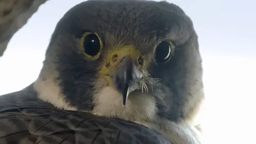 La vie sauvage à l'ombre des blindés