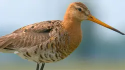La vie sauvage au pied des moulins