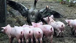 Visuel de La vie sauvage des animaux domestiques