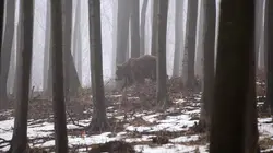 La vie sauvage des Carpates