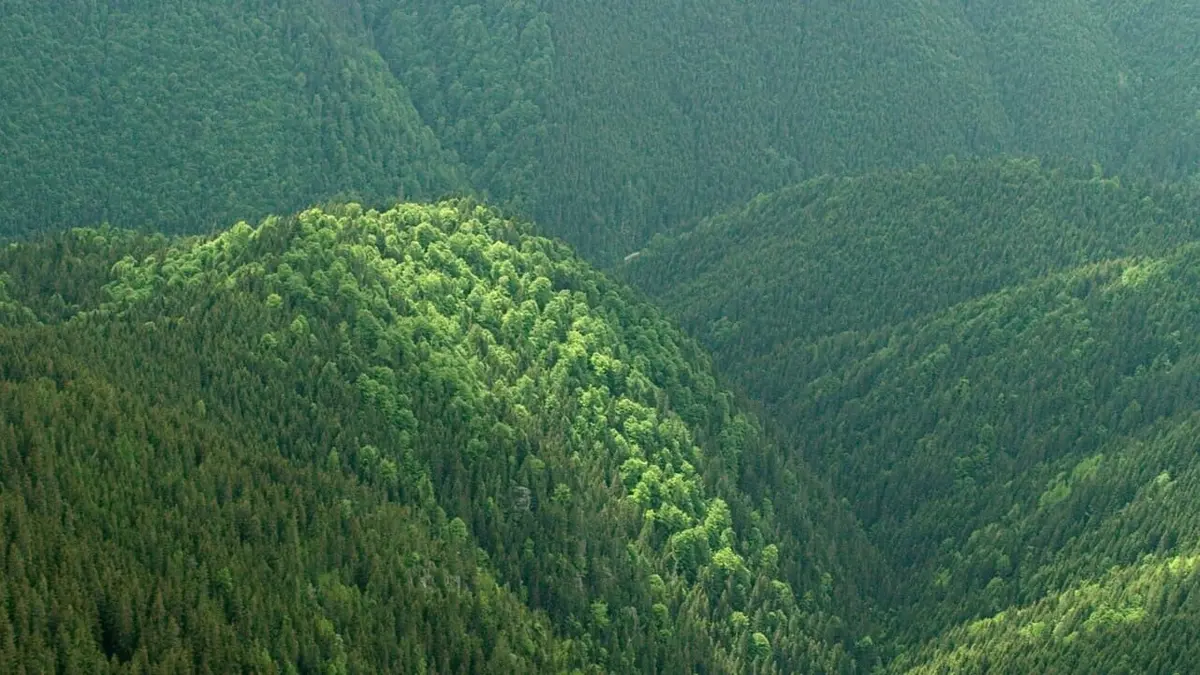 La vie sauvage des Carpates