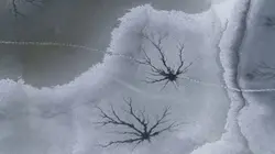 Visuel de La vie sauvage des étangs
